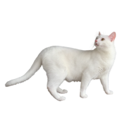 White Cat - Životinje - 