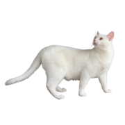 White Cat - Animals - 