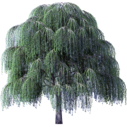 Willow Tree - Rastline - 