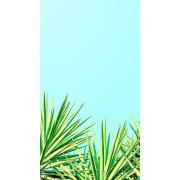 palm - 背景 - 