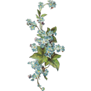 antique forget me nots illustration - Plants - 