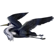 antique gray heron illustration - Animales - 