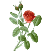 antique moss rose illustration - Rascunhos - 