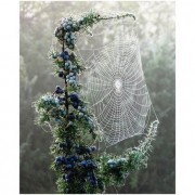 autumn? forest and spiderweb - Natur - 