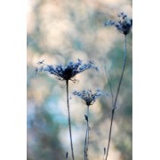 background - Ozadje - 