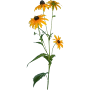 black eyed susans flower - Priroda - 