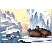 c1860s arctic wildlife illustration - Illustraciones - 