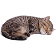 cat sleeping - Uncategorized - 