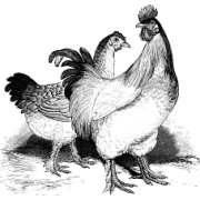 chickens - Animales - 