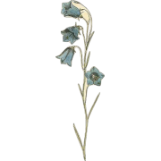 circa1807 scottish bluebell illustration - Plants - 