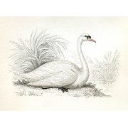 circa 1854 swan illustration - Životinje - 