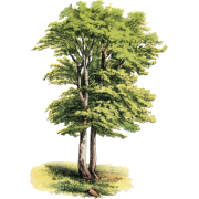 circa 1870s beech tree illustration - Nature - 