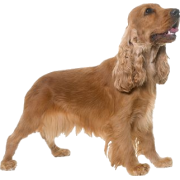 cocker spaniel dog - Животные - 