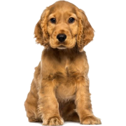 cocker spaniel puppy - Animals - 