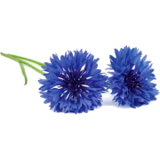 cornflower flowers - Rastline - 