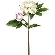 cream peonies flowers - Uncategorized - 