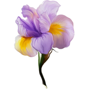 Cvijet Plants Purple - Rośliny - 