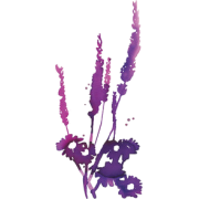 Cvijet Plants Purple - Pflanzen - 