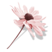 Cvijet Plants Pink - Piante - 