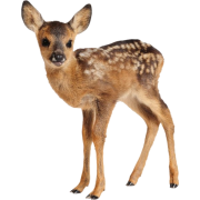 deer, fawn - 動物 - 