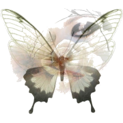 Butterfly - Животные - 