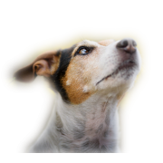dog - Uncategorized - 