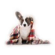 dog - Uncategorized - 