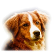 dog - Uncategorized - 