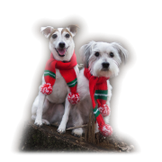 dog - Uncategorized - 