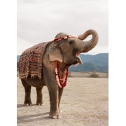 elephant - Tiere - 