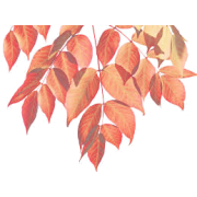 fall leaves - Plants - 