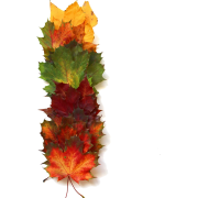 fall leaves - Plants - 