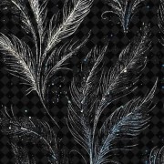 feather - Pozadine - 