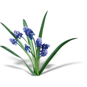 Flower Plants Blue - Biljke - 