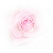 Flower Rose - Растения - 