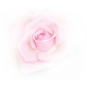 Flower Rose - Plantas - 