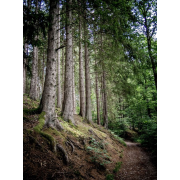 forest near Eupen Belgium - Natural - 