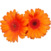 gerbera flowers - 植物 - 