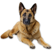 german shepard - Životinje - 