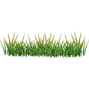 grass - Plants - 