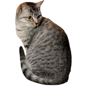 gray cat by sandra - Zwierzęta - 