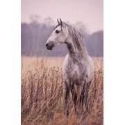 horse - My photos - 