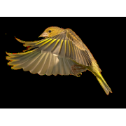 ptica kanarinac - Animales - 