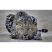 Leopard - My photos - 