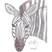 Zebra - Tiere - 