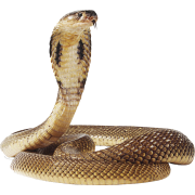 king cobra snake - Животные - 