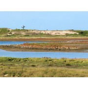 knokke belgium, the zwin, nature reverse - Priroda - 