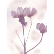 lavender flowers - Minhas fotos - 