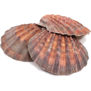 lion's paw scallop - Natural - 