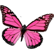pink butterfly - Tiere - 